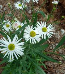 Snowbank False Aster Boltonia Asteroides Plants Garden Aster