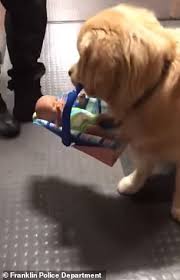 Police Therapy Dog Is Caught Stealing Holiday Toy Donations In Adorable Video Daily Mail Online