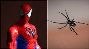 Black widow spider bites are poisonous, but rarely fatal, health experts told fox31 in denver. Viral News Three Brothers Provoke Black Widow Spider To Bite Them Hoping They Will Turn Into Spider Men Latestly