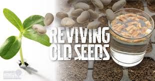 This 9 times out of 10 is due to the seeds being old or improperly stored. Got Old Seeds Help Them Sprout With These Tips And Tricks Garden Culture Magazine