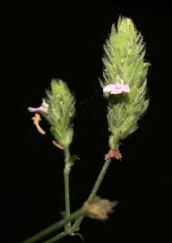 Image result for Justicia nyassana