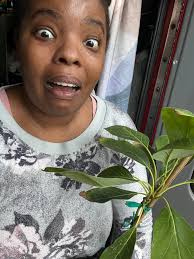 Avocado tree grown from seed in southwest Missouri