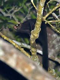 Large Black Flying Squirrel Aeromys Tephromelas Flying Squirrel Squirrel Animals