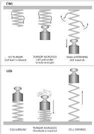 Maybe you would like to learn more about one of these? Schematic Representation Of The Two Principles Turgor Pressure And Download Scientific Diagram
