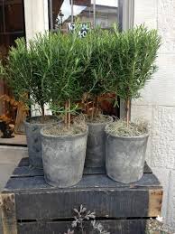 Pin By Kate Paterson On Garden Design Plants Urban Garden Outdoor Gardens