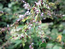 Image result for Desmodium subsecundum