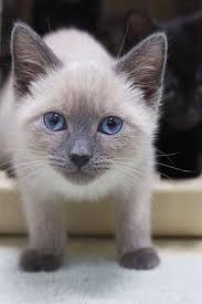 Siamese cats in cooler temperatures typically have darker points than those living in warm climates. Montclair Nj Siamese Meet Lila A Pet For Adoption