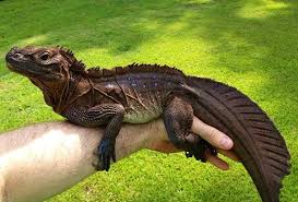 Submisc 05aug Setsails John Steele 595 Jpg 595 404 Cute Reptiles Lizard Amphibians
