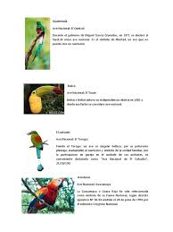 El ave nacional de honduras. Aves Nacional De Centroamerica