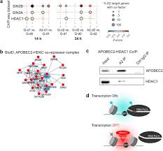 Welcome to lingam's documentation!¶ contents: Apobec2 Binds Chromatin And Represses Transcription During Myoblast Differentiation Biorxiv
