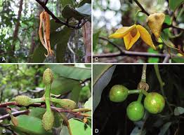 Image result for Dielsiothamnus divaricatus