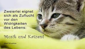 August gefeiert!und was tun katzenbesitzer an diesem ehrentag am. Positive Zitate Zum Heutigen Weltkatzentag Zweierlei Facebook