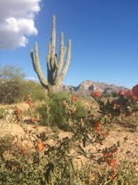 Saguaros are a very slow growing cactus. All About Saguaros Faqs For Tucson Residents Local Yard Garden Resources
