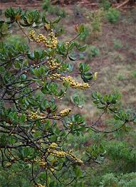 Image result for Uapaca