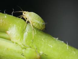 Neben den genannten schädlingen gibt es auch noch andere insekten, die im heimischen garten nicht gern gesehen sind. Blattlause Bekampfen Garten De Hilft Ihnen Dabei Das Problem Zu Losen Schadlinge Garten