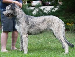 How Fast Does An Irish Wolfhound Puppy Grow Irish