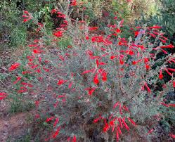 Native plants offer the gardener a way to: Learn Do S And Don Ts Of Watering California Native Plants Redlands Daily Facts