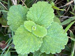 Image result for Coleus hadiensis