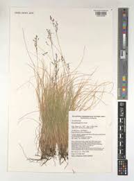 Image result for Orthoclada africana