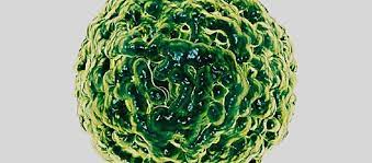 Maybe you would like to learn more about one of these? Norovirus Island Health