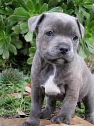 Not only amstaff blueline, you could also find another pics such as blue amstaff, amstaff bilder, amstaff hund, baby amstaff, amstaff grau, amstaff welpen, big amstaff, blue line pitbull. Pitbull Infos Haustiere Listenhunde
