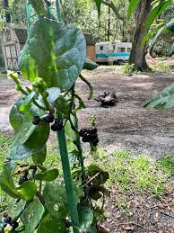 Image result for Basella paniculata