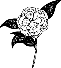 Download Camellia Flower Vector Clip Art Free Svg