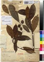 Image result for Ficus tremula