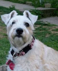 5,535 likes · 13 talking about this. 20 Schnauzer Mixed Breeds Bearded Four Legged Buddies