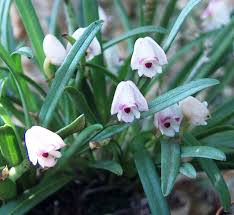 Image result for Polystachya cultriformis