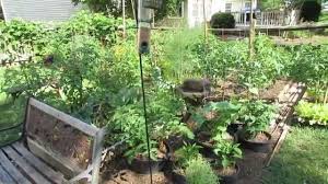 We did not find results for: Bird Feeders Bird Baths To Protect Your Vegetable Garden Caterpillar Killers Trg 2014 Youtube