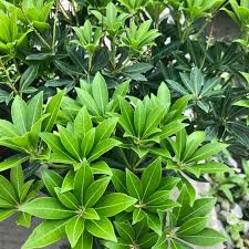 Image result for Pieris japonský debutante obrázek