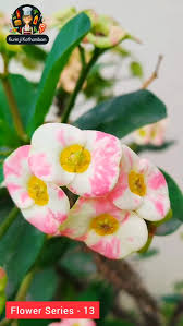 Image result for Hirpicium bechuanense