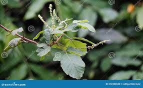 Image result for Allophylus africanus