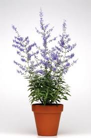 Image result for Perovskia atriplicifolia lacey blue lisslitt photo