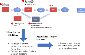 We did not find results for: The Potential Of Respiration Inhibition As A New Approach To Combat Human Fungal Pathogens Springerlink