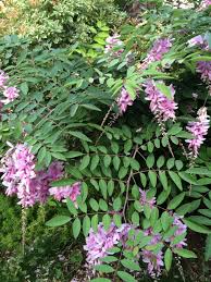 Image result for Indigofera