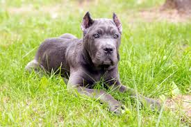 As a breeder, i can tell you exactly how this happens and it is the reason that i am present and interactive with. At What Age Can You Crop A Cane Corso S Ears Bubbly Pet