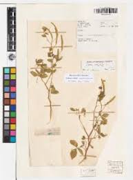 Image result for Cleome aculeata