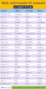 Masculine And Feminine Gender Of Animals List Ultimate Gender List In 2020 Learn English Words English Vocabulary Words English Words