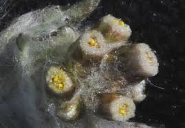 Image result for Pseudognaphalium oligandrum