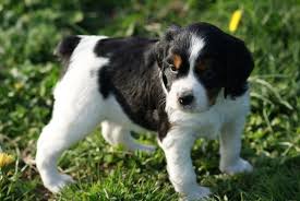 Portee De Ch Tr Djinn De La Plume Picarde Et Effy Titre Initial Chiot Epagneul Breton Epagneul Breton Chiots Epagneul