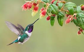 Er ist ein verbinder sich liebender seelen & öffnet das herz für liebe. Kolibri Vogel Flug Blumen Wassertropfen 1920x1200 Hd Hintergrundbilder Hd Bild