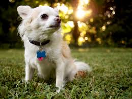 Contrary to popular belief, it is not true that all longcoats shed less then short haired chi's. White Long Haired Chihuahua Dog On Green Grass Hd Wallpaper Wallpaper Flare