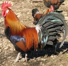 France National Animal Gallic Rooster National Animal Of France National Animal Animals