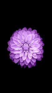 Purple Distress Flower Iphone Wallpaper Iphone 6 Flower Wallpaper Iphone 6s Wallpaper