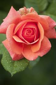 Sign In Rose Color Meanings Amazing Flowers Beautiful Rose Flowers
