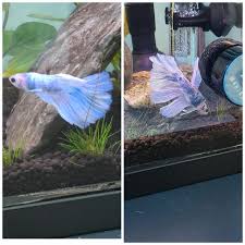 Betta Fish Days 1 Vs 1 Week I See Lots Of Color Improvement In 2020 Betta Fish Betta Color