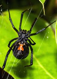 Some spiders are extremely aggressive and will not hobo spiders are one of the most dangerous spiders in north america. Pin On Spiders Snakes Bats