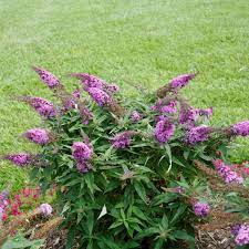 Pugster Periwinkle Butterfly Bush Butterfly Bush Deer Resistant Perennials Flowers That Attract Hummingbirds